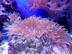 Coral reef