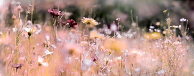 Wildflower Meadow