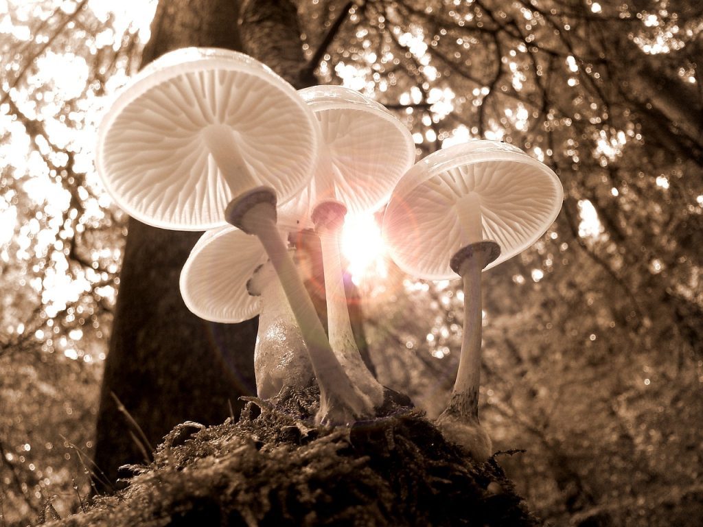 Mushroom burial