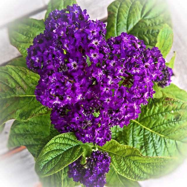 Eco-friendly flower choices